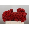 Kaaps Groen Red Brunia Medium