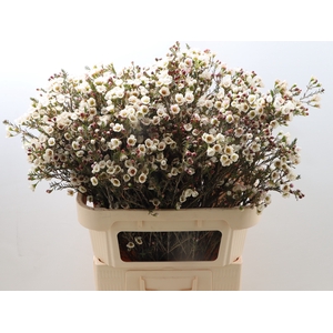 Cham Un Moonl Delight