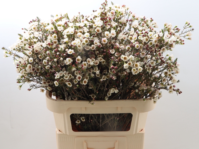 <h4>Cham Un Moonl Delight</h4>