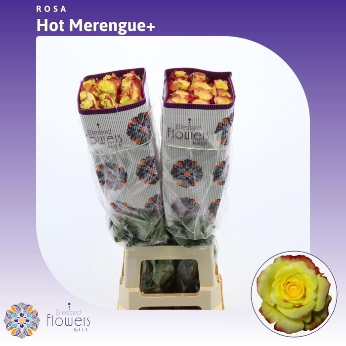 <h4>R GR HOT MERENGUE+</h4>