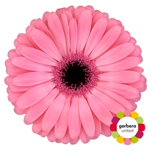 Gerbera Joyride Doos