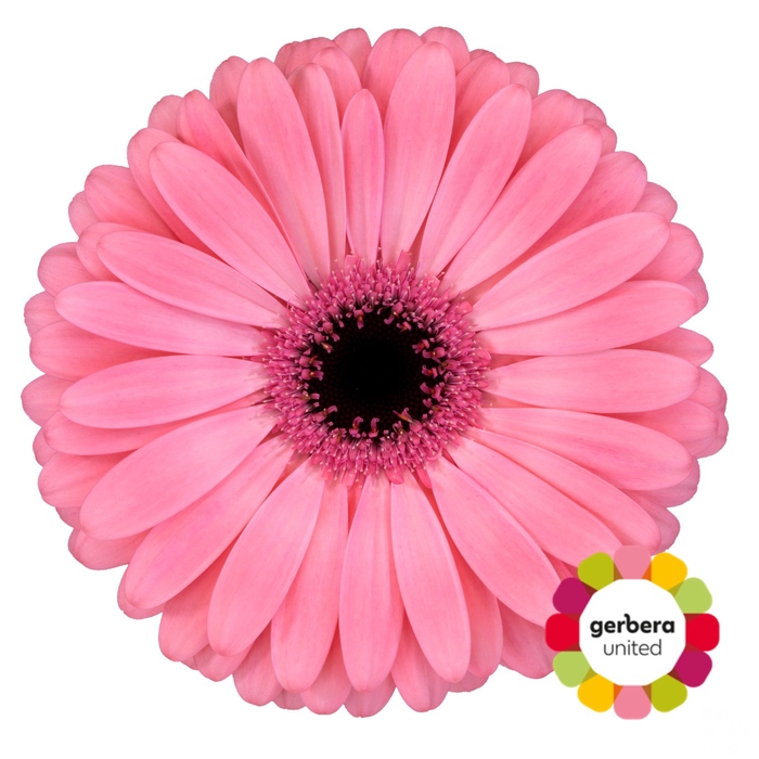 <h4>Gerbera Joyride Doos</h4>