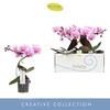 Phalaenopsis overig