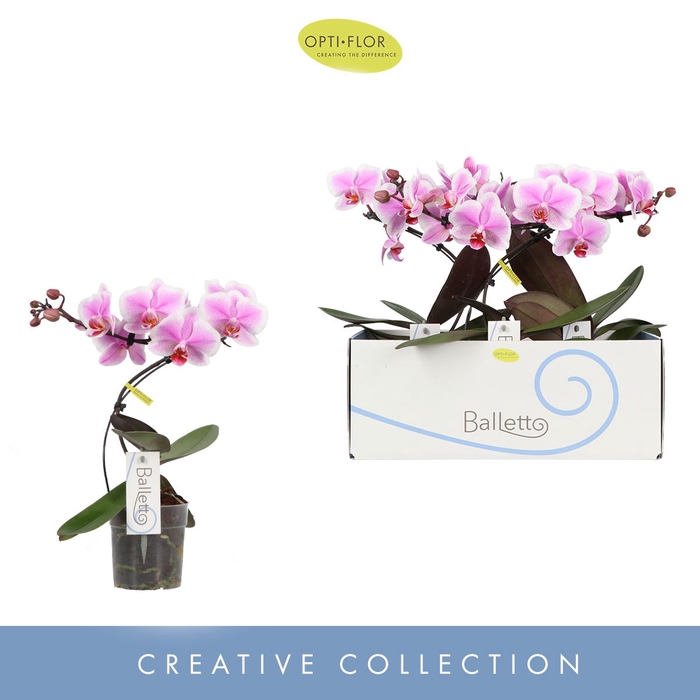 Phalaenopsis overig
