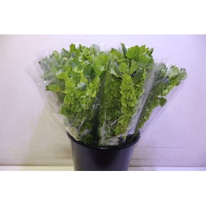 Moluccella Stuk X5