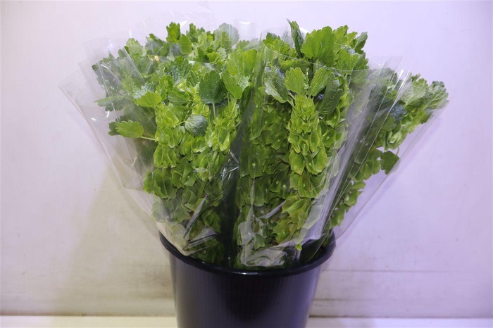 <h4>Moluccella Stuk X5</h4>