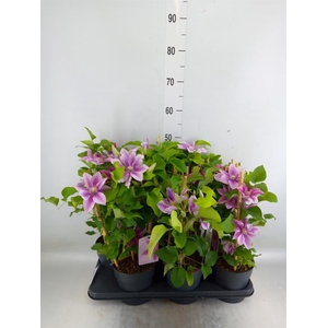 Clematis  'Boulevard'   ...