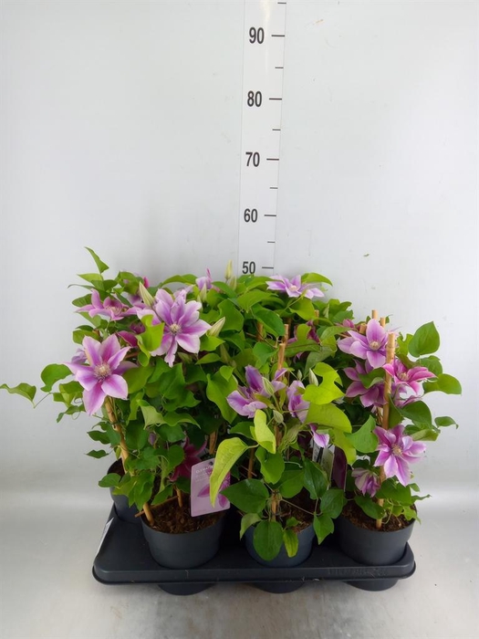 <h4>Clematis  'Boulevard'   ...</h4>
