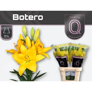 LI LA BOTERO 4+