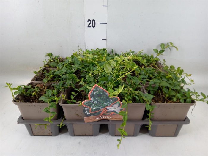 <h4>Vinca minor 'Alba'</h4>