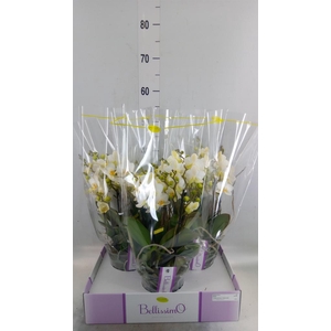 Phalaenopsis multi.   ...white