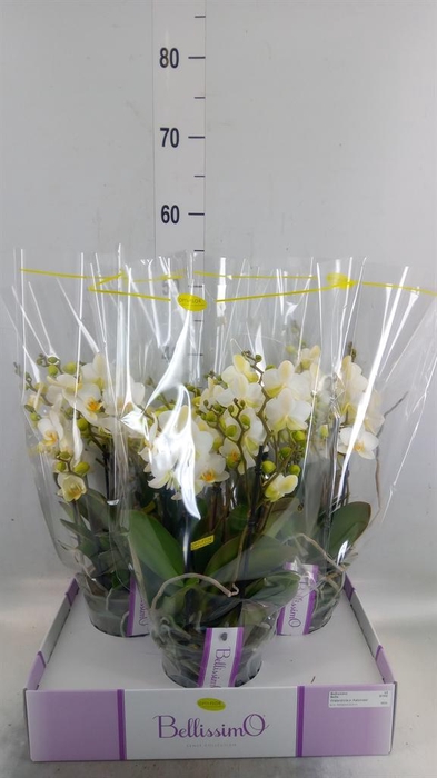 <h4>Phalaenopsis multi.   ...white</h4>