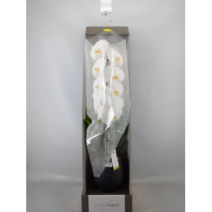Phalaenopsis   ...white