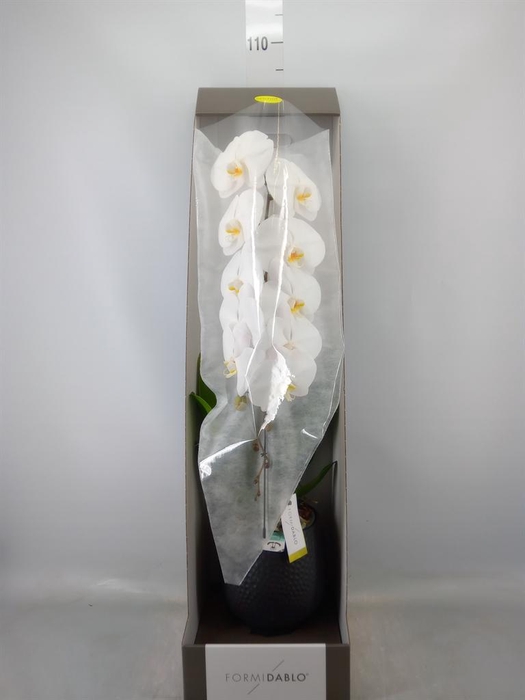 <h4>Phalaenopsis   ...white</h4>