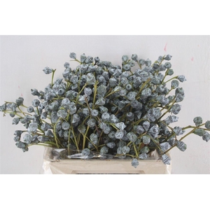 Euca Boule 300gram Sup P Bunch