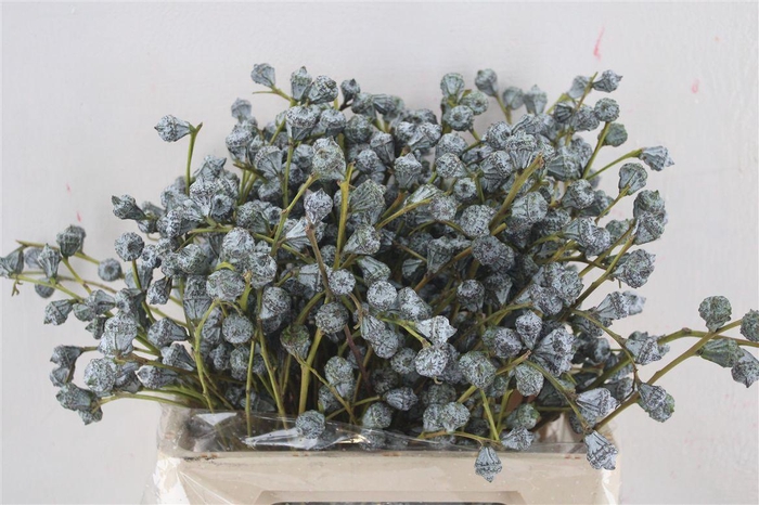 <h4>Euca Boule 300gram Sup P Bunch</h4>