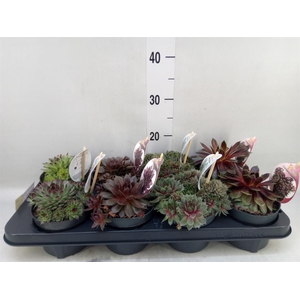 Sempervivum  'ChickCh'   ...mix