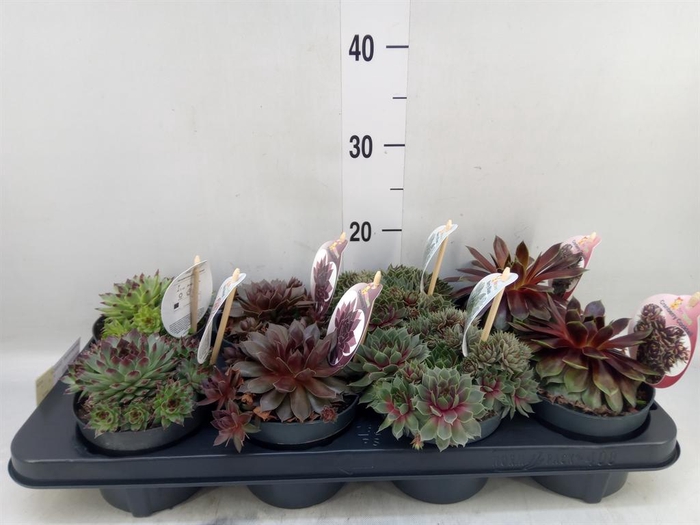 <h4>Sempervivum  'ChickCh'   ...mix</h4>