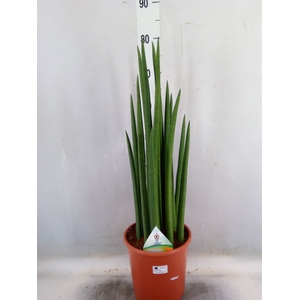 Sansevieria cyl.  ...