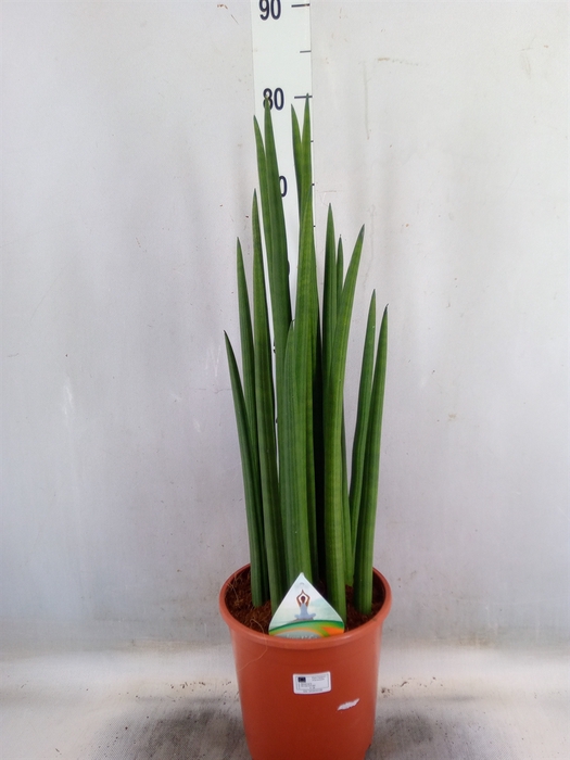 <h4>Sansevieria cyl.  ...</h4>