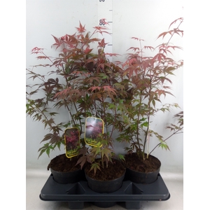 Acer palmatum 'Atropurpureum'
