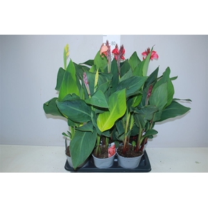 Canna Cannova Gemengd
