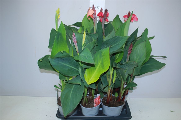 <h4>Canna Cannova Gemengd</h4>