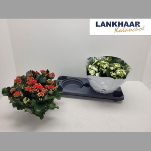 KAL GE PERF GEM 2 KL