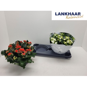 KAL GE PERF GEM 2 KL