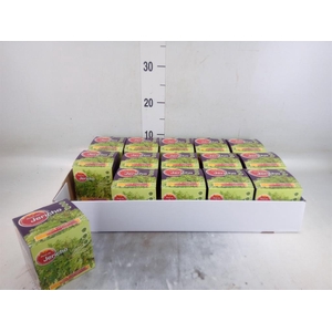 Selaginella lepidophylla