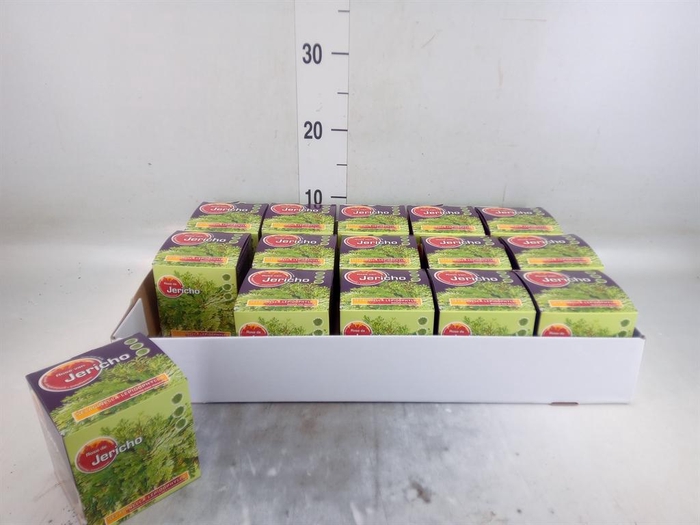 <h4>Selaginella lepidophylla</h4>