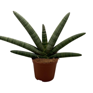 Sansevieria Handshake