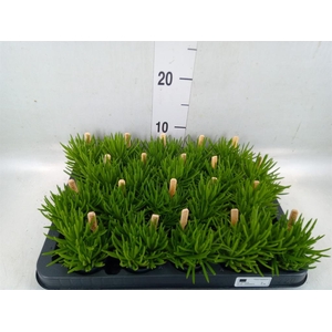 Senecio archeri 'Himalaya'