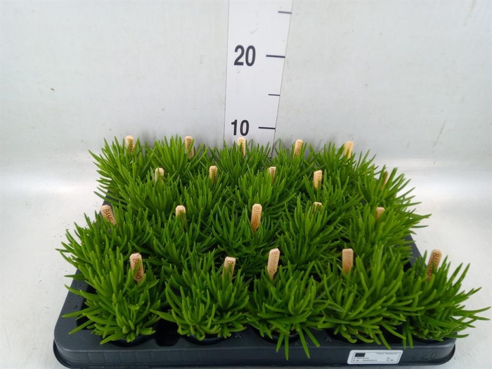 <h4>Senecio archeri 'Himalaya'</h4>