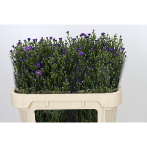Aster Casamare