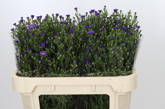<h4>Aster Casamare</h4>