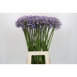 Agapanthus Silberpfeil