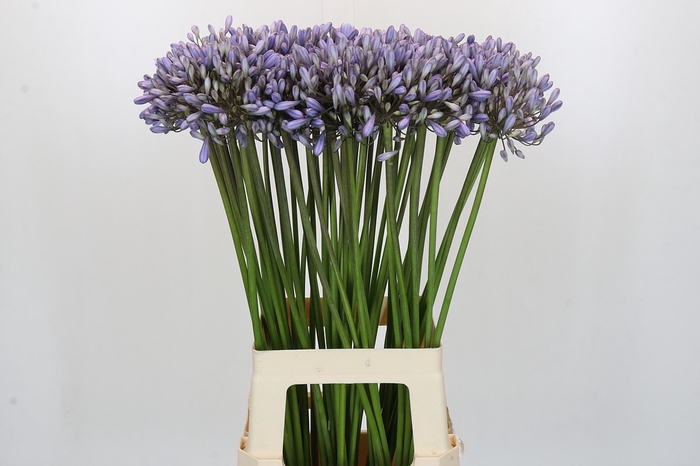 <h4>Agapanthus Silberpfeil</h4>