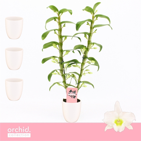 <h4>Dendrobium Nobilé, Apollon 2-spike in Lotte White 'Orchid Collection'</h4>