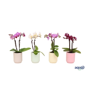 Indy Mix Tiny Dolls Mix 2T10+ Aqu@