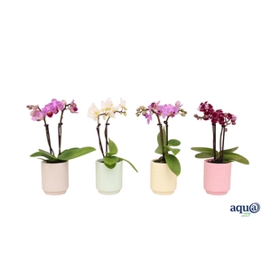 Indy Mix Tiny Dolls Mix 2T10+ Aqu@