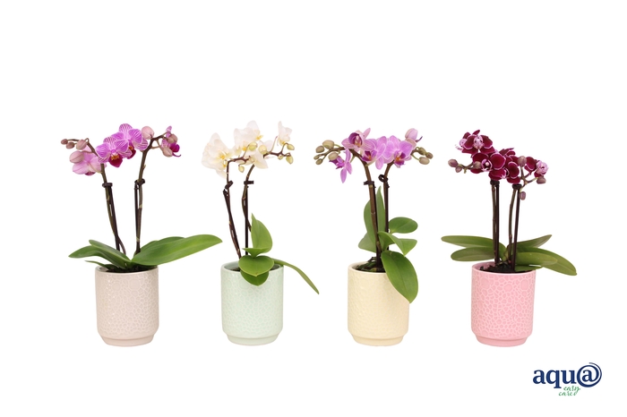 <h4>Indy Mix Tiny Dolls Mix 2T10+ Aqu@</h4>