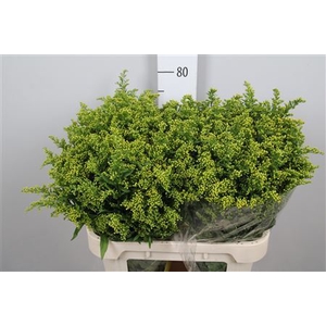 Solidago  'Carzan Glory'