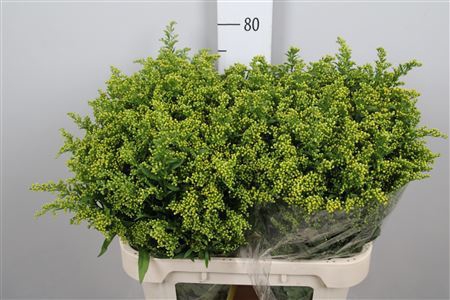 <h4>Solidago  'Carzan Glory'</h4>