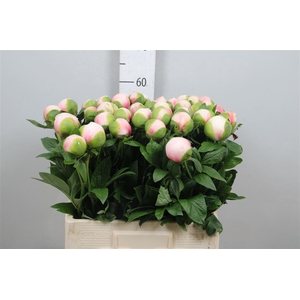 Paeo Col Owen Cousin