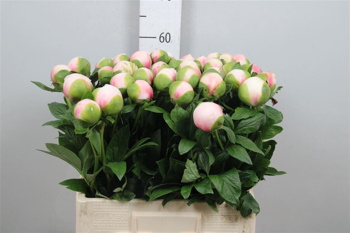 <h4>Paeo Col Owen Cousin</h4>