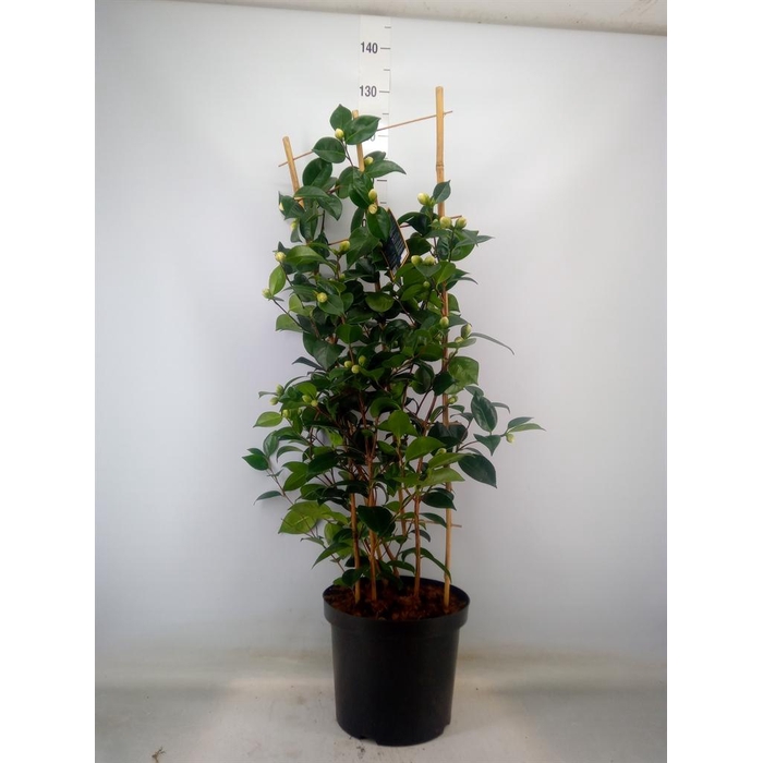 <h4>Camellia   ...</h4>