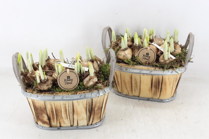 <h4>arr4 Narcis PL - Hout ovaal oor x5</h4>