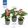 Anthurium Andreanum Grp gemengd