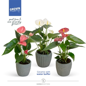 Anthurium - KARMA Grandiflora Mix |Sierpot Jade + Waterreservoir